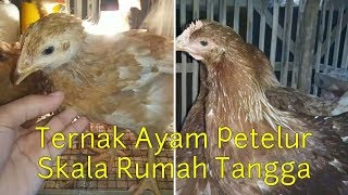 Ternak Ayam Petelur Skala Rumahan [upl. by Ehtylb]