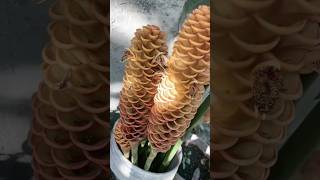 Ginger Shampoo Plant Part1 batang90s [upl. by Eirual]