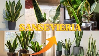 Planta SansevieriaSustrato para La SansevieriaPropiedades de La SansevieriaLengua De Suegra [upl. by Maryly]