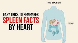 Easy Trick to Remember Spleen Facts  Medical  ETEA  NEET Learning With Khan [upl. by Blynn]