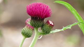 Cirsium rivulare Atropurpureum [upl. by Voe958]