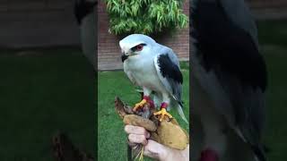 Black shouldered kites eagle snake leopardlove reptiles [upl. by Tingley]