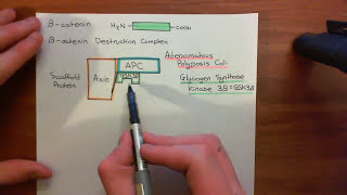 The Wnt  BetaCatenin Pathway Part 2 [upl. by Sesmar]