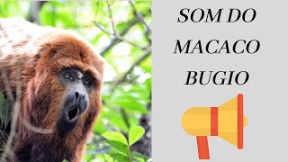 SOM DO MACACO BUGIO [upl. by Anirbaz]