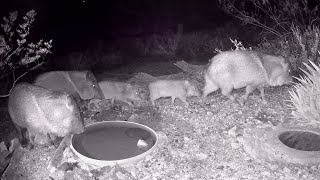 9 Javelinas with Young Passing Through at Night [upl. by Tebzil559]