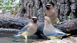 Cedar waxwings at the water bowl [upl. by Letnuahs]