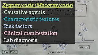 Zygomycosis Mucormycosis  Agents  Risk factors  Clinical manifestation  Lab diagnosis [upl. by Demahom776]