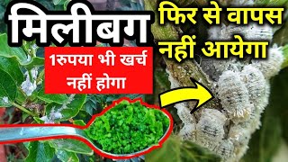 Mealybugs हटाने का सबसे आसान और बेस्ट तरीका Remove mealy bug from any plantMilibug kaise hataye [upl. by Gnilyarg]