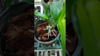 Dendrobium stem and spike after 4 weeks of propagation New leaves and stable roots dendrobium [upl. by Normand]