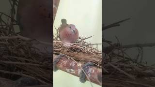 Natural Bird Nest in room birds birdslover naturalbirds birdnest birdsegg housebirds [upl. by Milks]