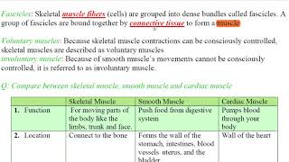 chapter one section three lect 2 anatomy of skeletal muscle and mechanism of muscle contraction [upl. by Lilias]