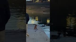 Daring French Bulldog takes a dive after ducks [upl. by Eehsar]