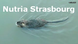 Strasbourg fat NUTRIA swimming  Nahaufnahme der fetten quotRattequot closeup very cute huge rat Coypu [upl. by Eirual522]