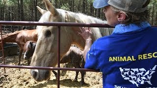 A Closer Look 150 Horses Rescued in Texas [upl. by Page]