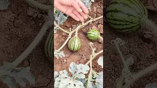 Ultimate Guide to Watermelon Care Tips for Juicy Harvests 🍉🌱quot HealthyEating Agriculture 29 [upl. by Pahl20]