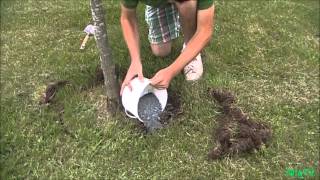 How To fertilize an Established Plant or Tree [upl. by Nyladam841]