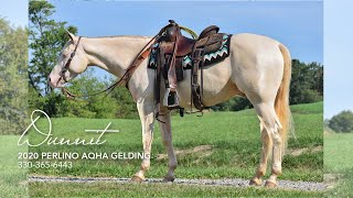 Positively Dunit 2020 Perlino AQHA Gelding  Horsemans Mission Select Sale  Hip 9 [upl. by Nicholas114]