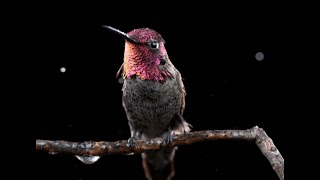 Hummingbird song Windway for recorder  extract [upl. by Adnirim]