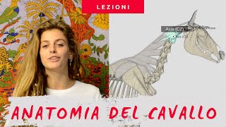 Lezioni  Anatomia del cavallo [upl. by Wilona327]