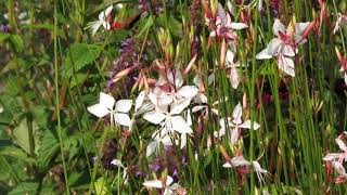 Gaura lindheimeri Whirling Butterflies [upl. by Attenwad]