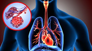 El SISTEMA RESPIRATORIO explicado sus partes y funcionamiento👩‍🏫 [upl. by Fiedling]