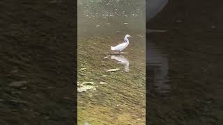 Is a white heron the same as an egretshorts white egrets heron river [upl. by Soisanahta]