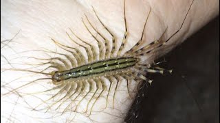 Holding A House Centipede Scutigera coleoptrata [upl. by Lajib]