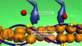 Muscle Contraction Molecular Mechanism YouTube [upl. by Imrots987]