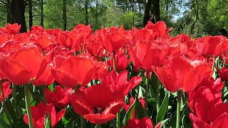 Colorful Tulips in Keukenhof garden [upl. by Anaela]