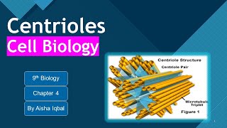 Centrioles class 9 [upl. by Mella]