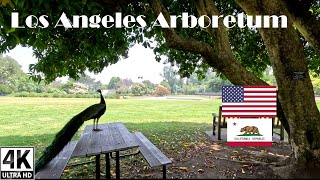 🌳4K 🇺🇸 Los Angeles Arboretum Walking Tour Part 1 [upl. by Arima]