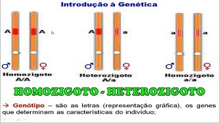 Exercícios Homozigoto e Heterozigoto [upl. by Einaoj]