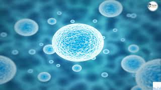 Cell Junctions amp Plasmodesmata [upl. by Eocsor]