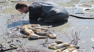 Amazing Giant Geoduck Clams Catching and Processing Skills  Fastest Monster Clams Digging Skill [upl. by Strenta357]