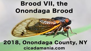 Onondaga Brood Brood VII  2018 Periodical Cicada Emergence in New York [upl. by Keyek]