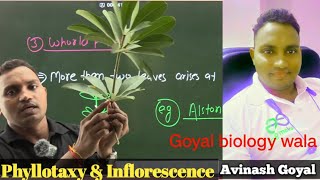 PLANT MORPHOLOGY  Phyllotaxy amp Inflorescence   for neet 2025 [upl. by Adian]