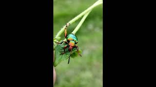 Dogbane Beetle  Kumbang logam Pelangi 🌈 [upl. by Danielson]