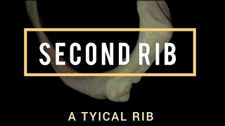 Second Rib Atypical Rib thorax anatomy [upl. by Adiana]