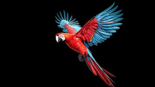 10 Most Beautiful Macaws In The World 😍 [upl. by Dituri886]