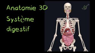 Description Anatomique 3D du système Digestif Naturosoutien [upl. by Ahsika992]