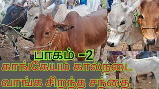 காங்கேயம் கால்நடை வாங்க சிறந்த சந்தை குண்டடம்மாட்டுச்சந்தைcow tamil bull tirupur market [upl. by Thais]