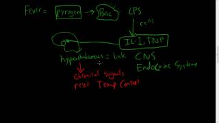 30  Chronic Inflammation  Eosinophils Mast Cells Systemic effects of inflammation [upl. by Fitts]