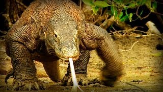 Komodo Tierra de Dragones documental completo [upl. by Zechariah]