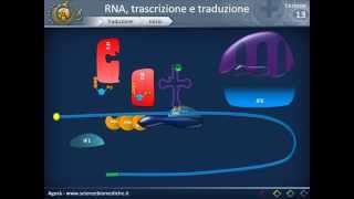 Biologia 13  RNA trascrizione e traduzione parte 2 [upl. by Phiona]