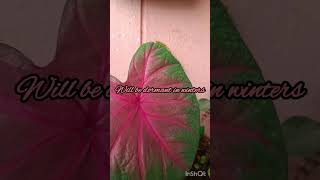 Caladium  Beautiful foliage [upl. by Akelahs]