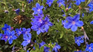 Lithodora diffusa Bumblebees favorite [upl. by Novyat680]