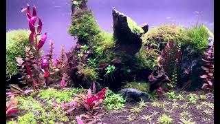 90P High Tech Planted Tank  Aquascape [upl. by Rundgren]