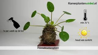 Hoe verzorg je een pannekoekenplant  wwwkamerplantenwinkelnl [upl. by Ecirtnuahs474]