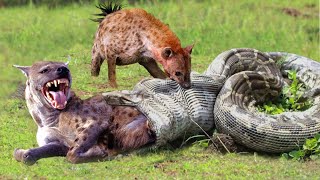 OMG Hyenas Herd Rescue Baby From Python Constricting  1002 Animals [upl. by Aivirt]