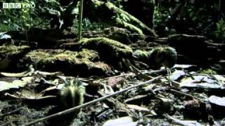 Madagascan Tenrecs Use Quills To Communicate  Madagascar Lost Worlds Preview  BBC Two [upl. by Bound]